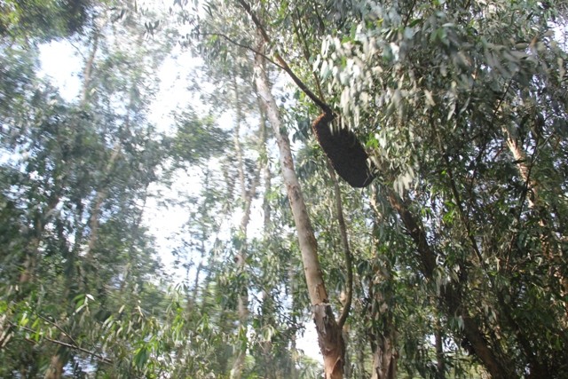 Tra Su melaleuca forest in high-water season, a must see in An Giang  - ảnh 3